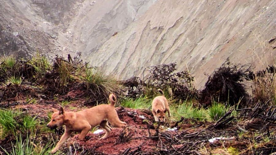 El grupo de perros vive aislado a una altura de entre 3.700 y 4.600 metros sobre el nivel del mar. NGHWDF