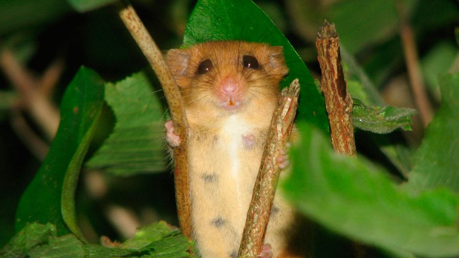 El lirón enano ha terminado su hibernación