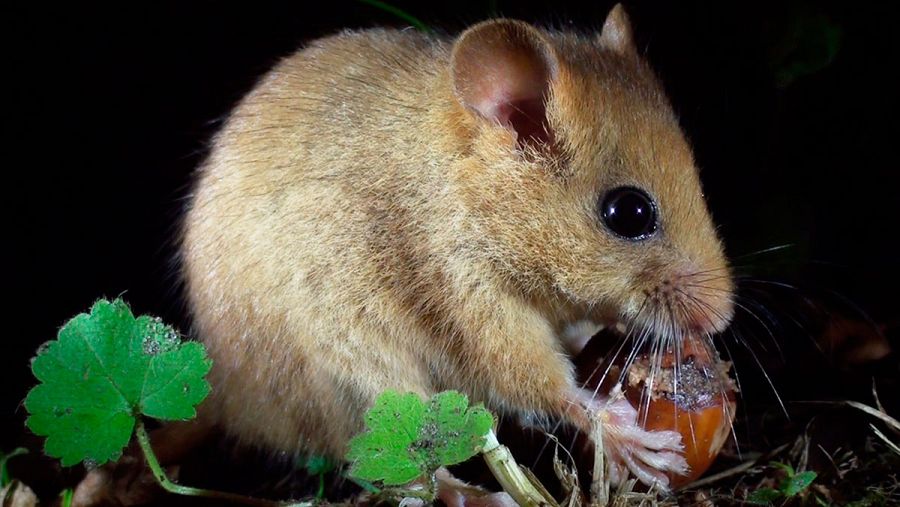 El pequeño dormilón, alimentándose