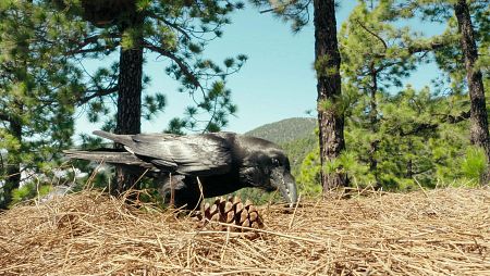 Aquí habitan variedad de aves como el pinzón azul o el canario