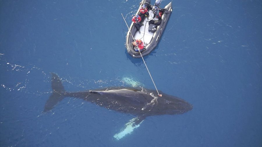 Científicos colocan un dispositivo digital no invasor en una ballena en la Antártida, el pasado mes de marzo.