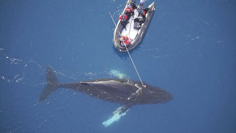 Científicos colocan un dispositivo digital no invasor en una ballena en la Antártida, el pasado mes de marzo.