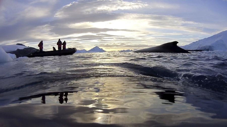 Imagen tomada desde uno de los dispositivos colocados en el lomo de una ballena, en la que se ve a los cientificos australianos.