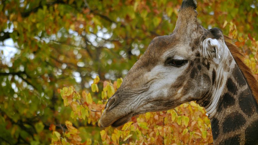 En este paisaje africano de sabanas viven animales como las cebras