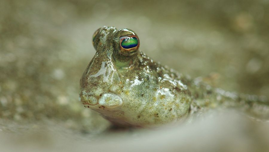 Es un bosque anfibio que se ha adaptado a las subidas y bajadas de mareas