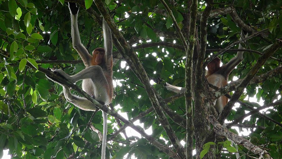 Los monos narigudos pasan buena parte de su tiempo durmiendo entre las ramas