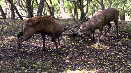 La fauna y la flora de la Selva de Irati protagonizan la primera entrega