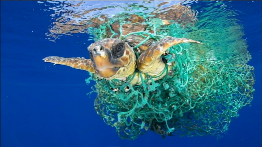 Una tortuga boba enredada en una red luchando por escapar, premio World Press Photo de fotografía