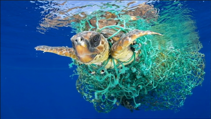 Una tortuga boba enredada en una red luchando por escapar, premio World Press Photo de fotografía