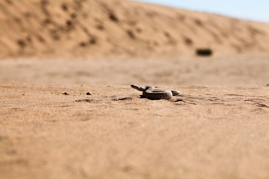La Falla Albertina en La Fuerza de la Vida