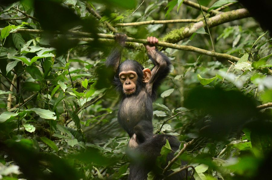 Borneo, segundo capítulo de La fuerza de la vida