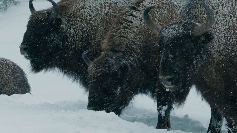 Los bisontes europeos soportan el invierno gracias a su denso abrigo de piel