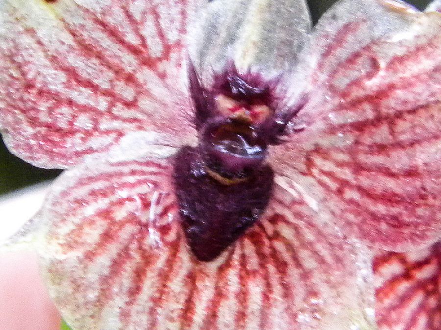 Orquídea 'telipogon diabolicus'