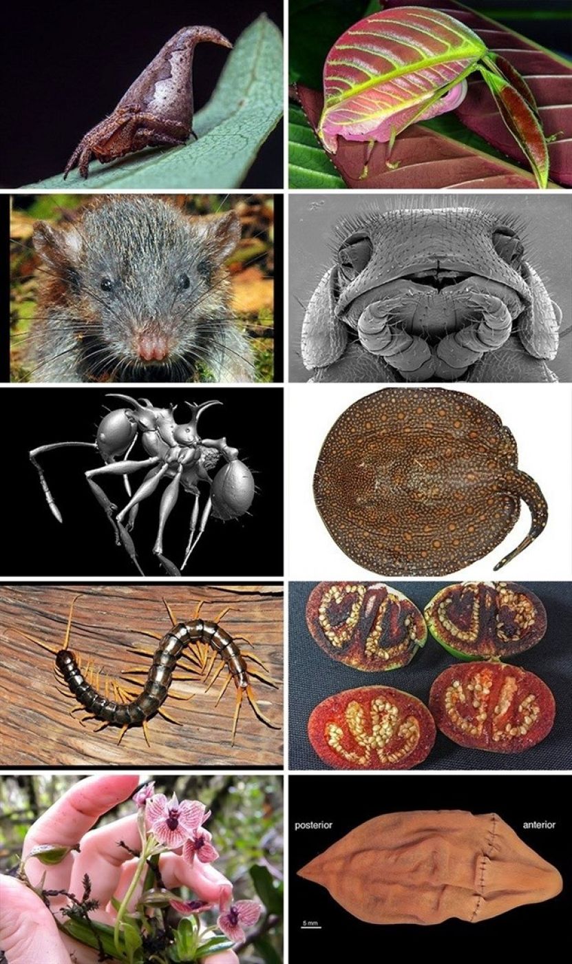 Ranking del 'Top 10' de especies descubiertas en 2016.