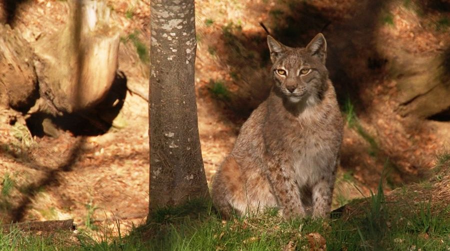 El Valle de Tena en Aragón