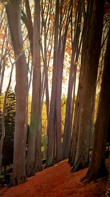 Un quadre de Santiago Rusiñol, a l'exposició  