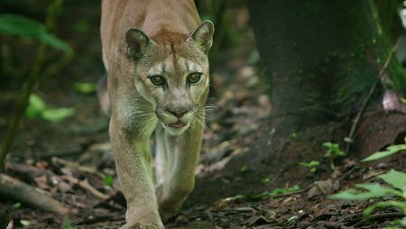 El puma es el carnívoro más extendido en el continente americano