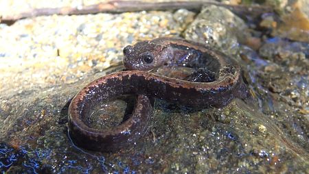 La salamandra rabilarga lanza la lengua contra sus presas igual que el camaleón