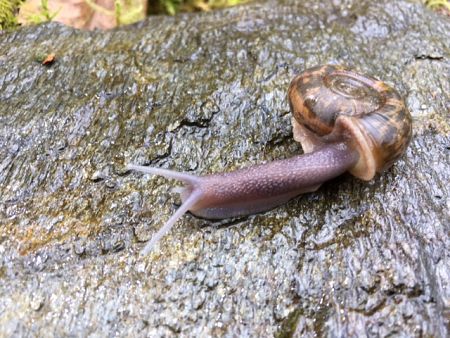 El caracol de Quimper  o caracol moteado es endémico de las Fragas do Eume y se caracteriza por su concha plana y ligeramente traslúcida