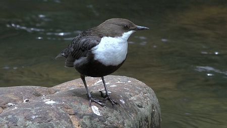 El mirlo acuático es capaz de nadar, bucear e incluso caminar por  el fondo de los ríos
