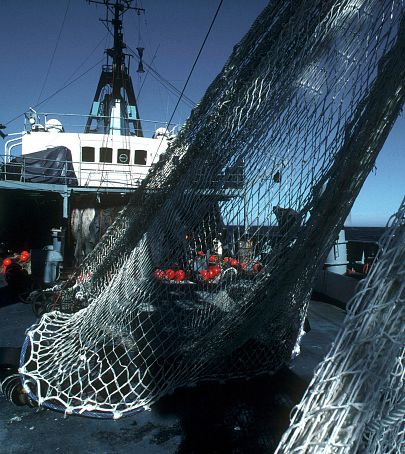 La sobrepesca supone una grave amenaza para los océanos.