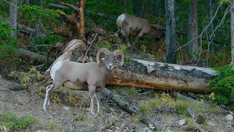 Los pequeños ciervos de cola blanca pueden pesar hasta 160 kilos