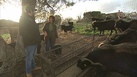 En Candeleda (Ávila) existe la única granja donde poder encontrarla