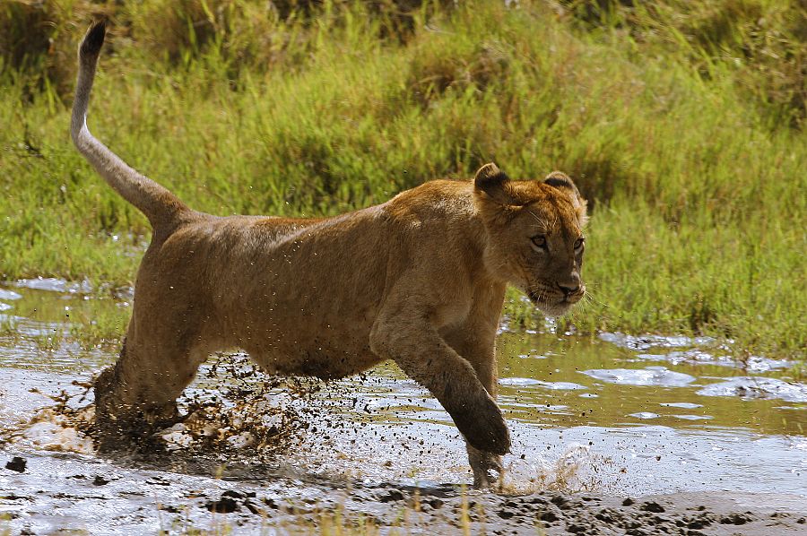 Los leones son los animales más estudiados de la naturaleza