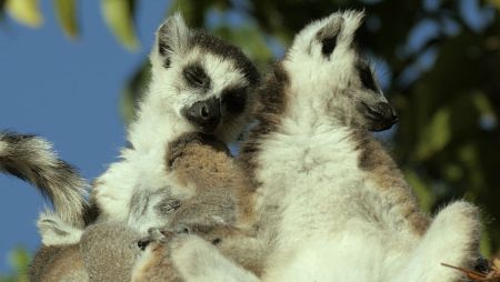Los lémures son una de las especies más comunes en este hábitat