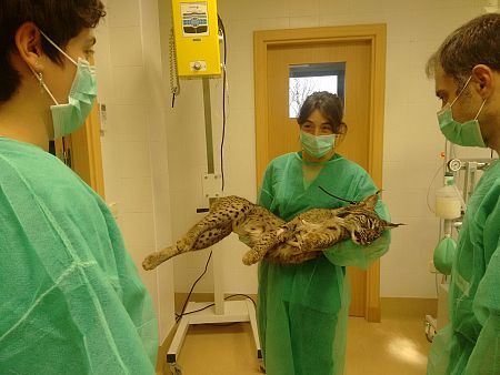 Nácar es un lince ibérico de un año al que van a colocar un collar gps antes de soltarlo en libertad