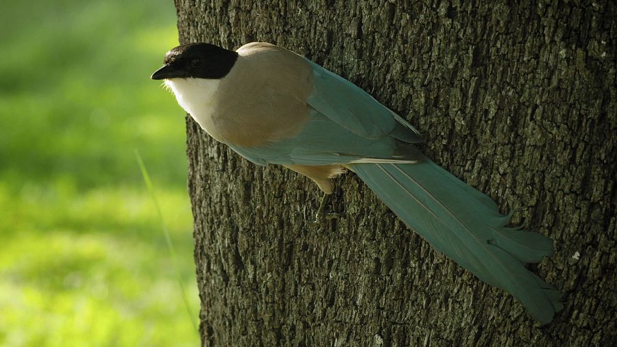 Con la primavera llegan los mirlos, los trepadores azules o los estorninos negros