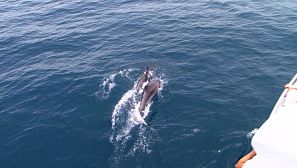 Unos delfines nadan al lado del barco en torre del Mar