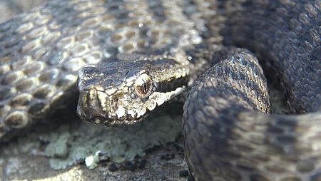 La víbora áspid es la más grande de toda la Península Ibérica