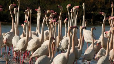 Los flamencos explotan la riqueza de las aguas de las lagunas protegidas por el pinar