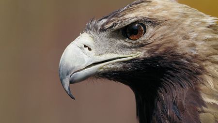 El águila imperial es uno de los seres que habita en el pinar mediterráneo