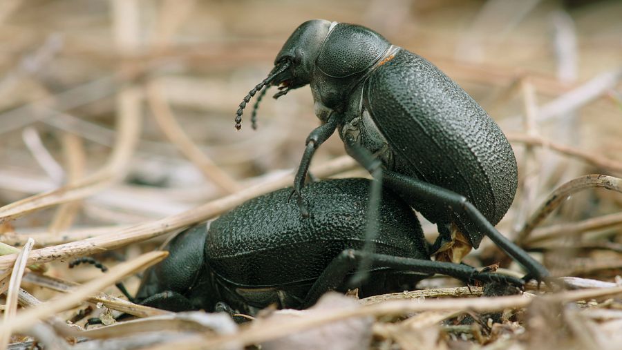 En los pinares meditarráneos habitan los escarabajos desertícolas, ubicados entre dunas fósiles, o los blaps, los grandes escarabajos del pinar