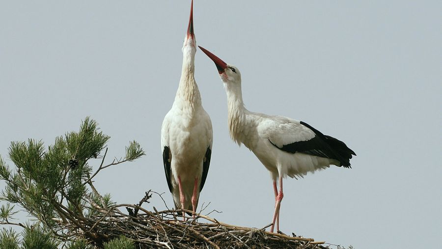 Las cigüeñas o las garzas construyen nidos entre sus ramas