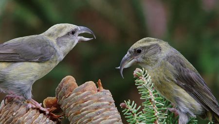 Habitan distintas especies de aves como los piqueteros o los luganos