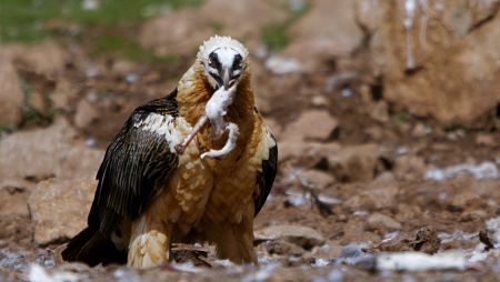 Aquí se consolida una de las colonias más numerosas de buitre leonado de Europa