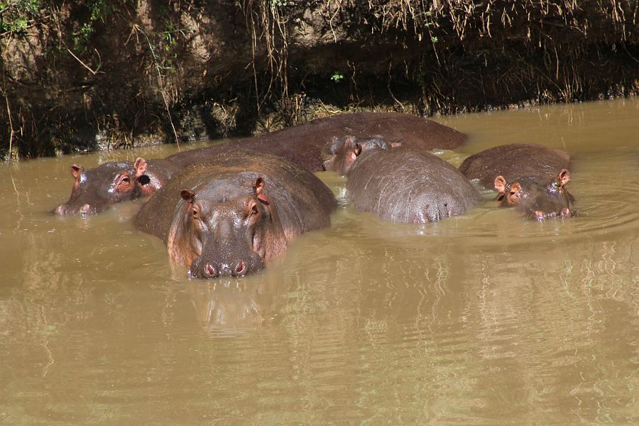 Una de las imágenes más icónicas de 