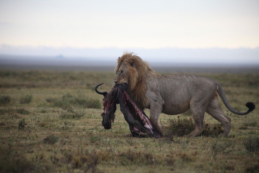 La vida salvaje, en las llanuras del Serengueti, en Tanzania
