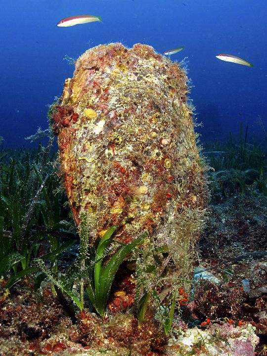 La nacra común, uno de los dos moluscos en peligro de extinción