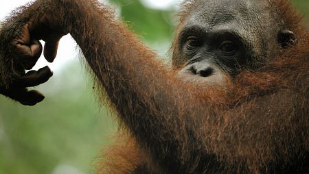 La destrucción de los bosques tropicales ha provocado que el 30% de todas las especies de primates estén en peligro de extinción