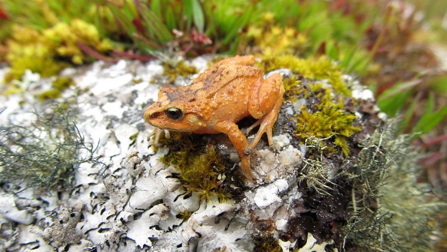 Un ejemplar de la rana cutín de montaña