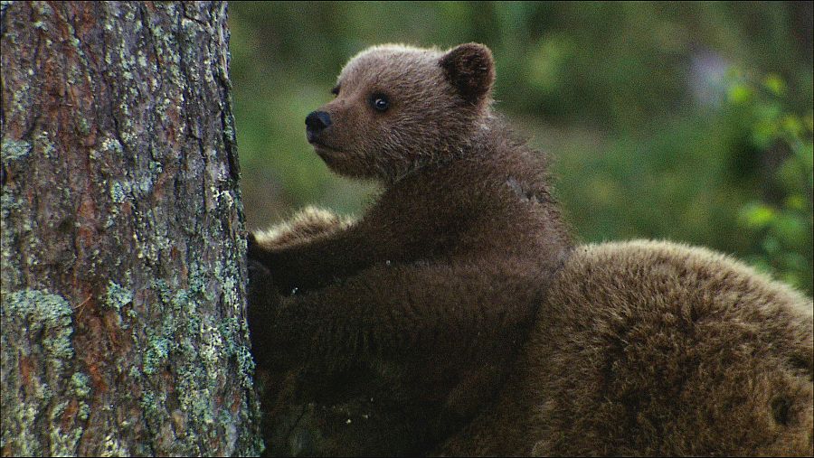 Las tres crías, que forman la 'hermandad de osos'., comienzan a descubrir el mundo exterior a la madriguera