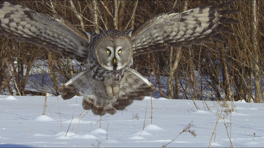 Las imágenes de este documental realizado en los perdidos bosques del norte de Europa nos proporcionan un extraordinario conocimiento del comportamiento de las especies que lo habitan.