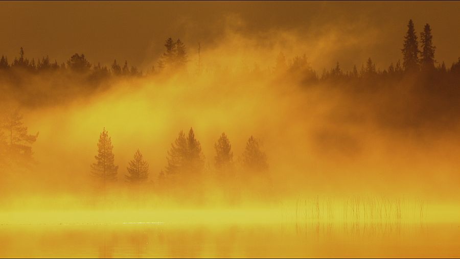 Escondidos en los bosques de Finlandia, Suecia y Noruega, muchos miles de osos viven aún en aquellas tierras.