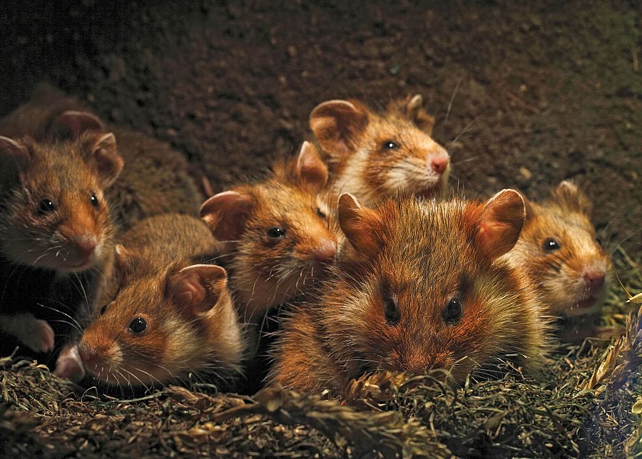 Las crias se sienten seguras en su madriguera, pero... ¿qué pasará cuando llegue la hora de salir?