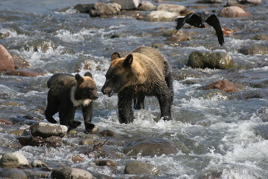 Cruzar un rio caudaloso es también una aventura arriesgada