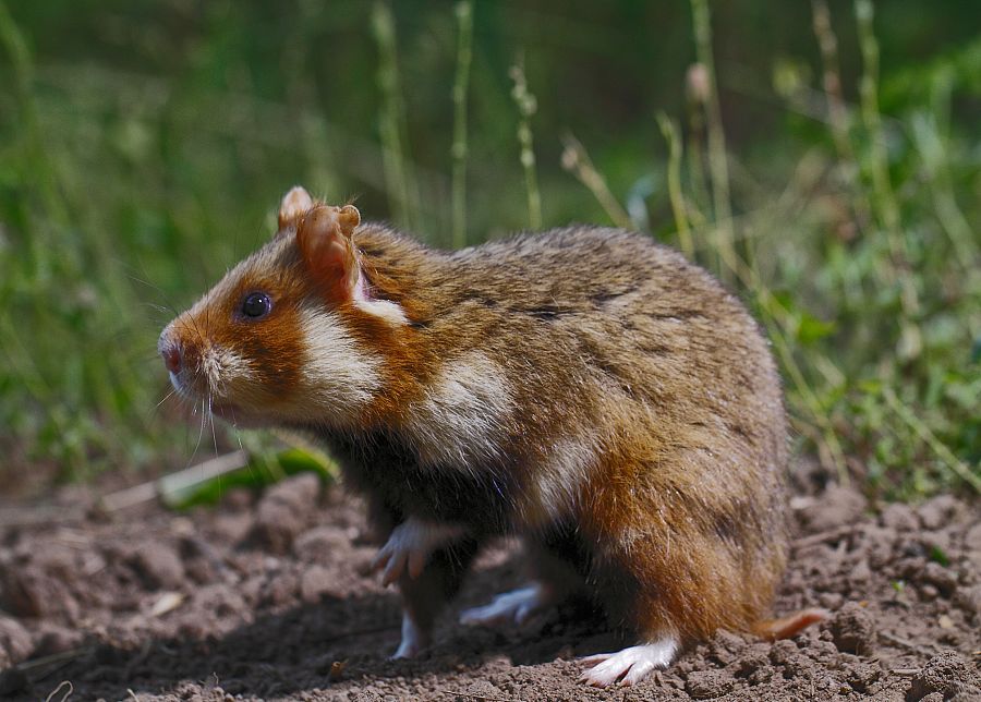 Uno de los pequeños héroes de la región de la Baja Sajonia